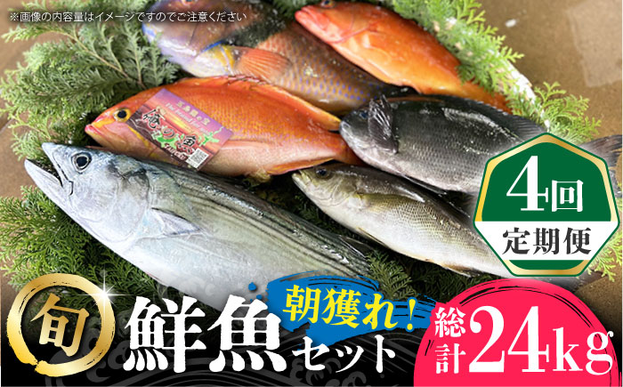 PDP015 【全4回定期便】五島列島直送！朝獲れ鮮魚セット6kg
